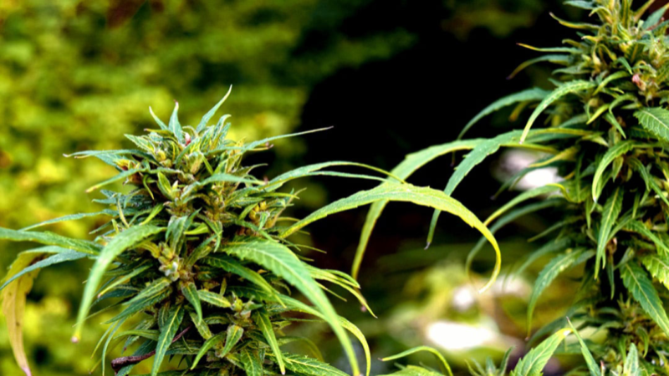 CBD Candy for Sale-Satisfy Your Sweet Tooth With Something That is Good For You!