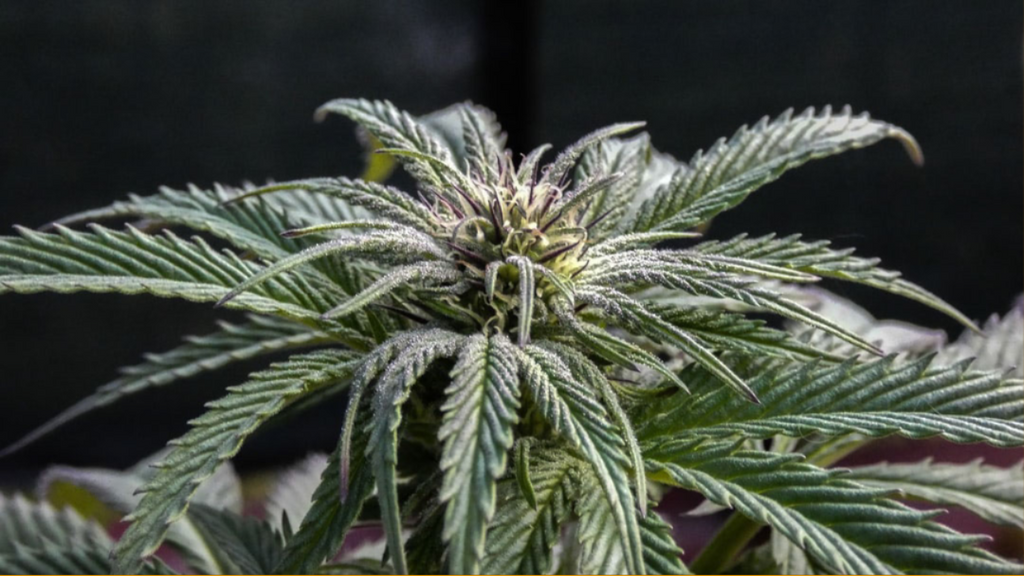 Why Are So Many People Using CBD Pens?